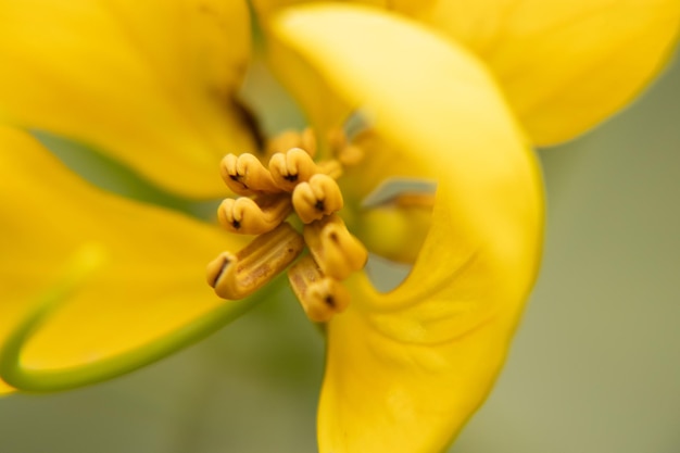 Makrofoto einer gelben Blume