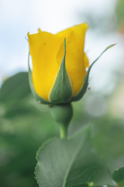 Makrofoto einer gelben Rose