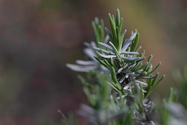 Makrofoto einer grünen Blattgrünblume