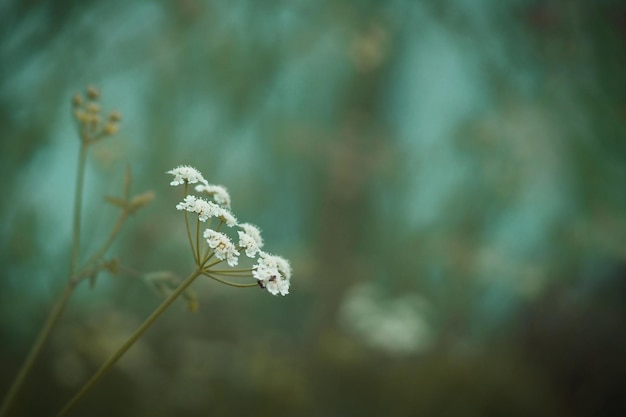 Makrofoto einer Herbstpflanze auf unscharfem Hintergrund, ein breites Banner für den Hintergrund