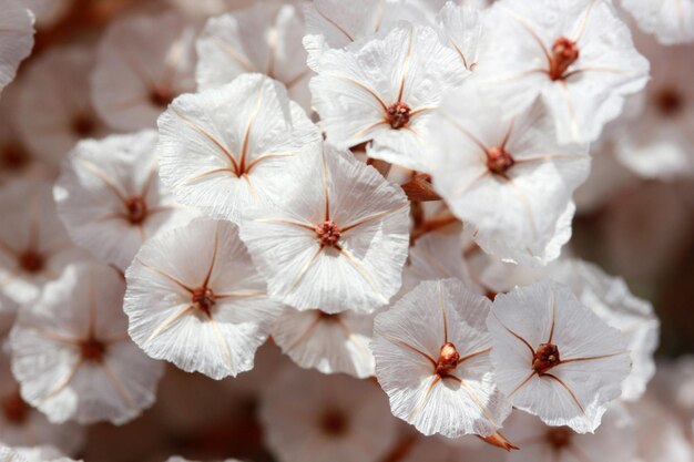 Makrofoto einer kleinen weißen Blume geven bitkisi in türkischer Sprache