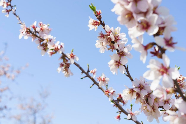 Makrofoto einer Mandelblüte in der Quinta De Los Molinos Madrid MD Spanien