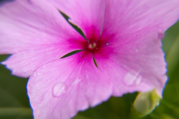 Makrofoto einer rosa Blume