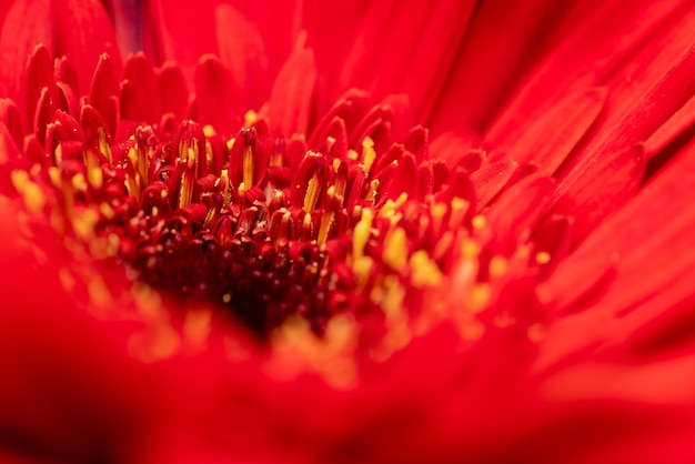 Makrofoto einer roten Blume mit gelben Staubgefäßen mit Pollen