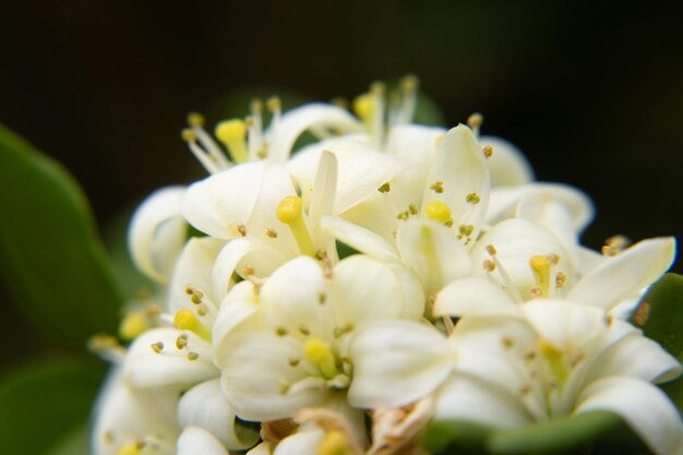 Makrofoto einer weißen Blume