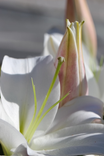 Foto makrofoto einer weißen lilie stempel staubblätter blütenblätter und knospe im sonnenlicht