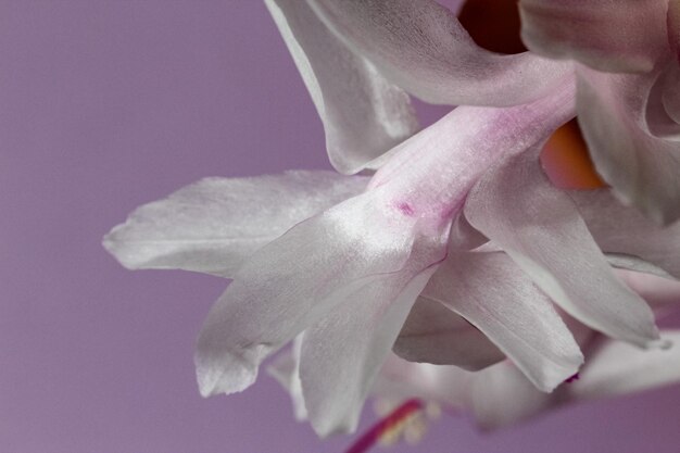 Makrofoto einer weißen Schlumbergera Blütenblätter auf blauem Hintergrund Studioshooting