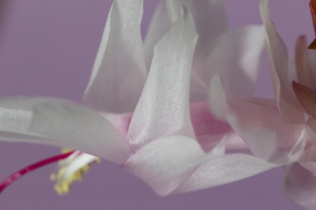 Makrofoto einer weißen Schlumbergera Blütenblätter auf einem lila Hintergrund Studioshooting