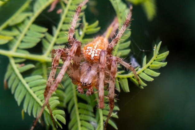 Foto makrofoto einer wunderschönen spinne, die auf die kühle luft des kommenden abends wartet