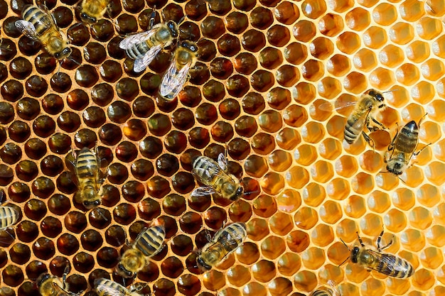 Makrofoto eines Bienenstocks auf einer Wabe mit Copyspace. Bienen produzieren frischen, gesunden Honig.