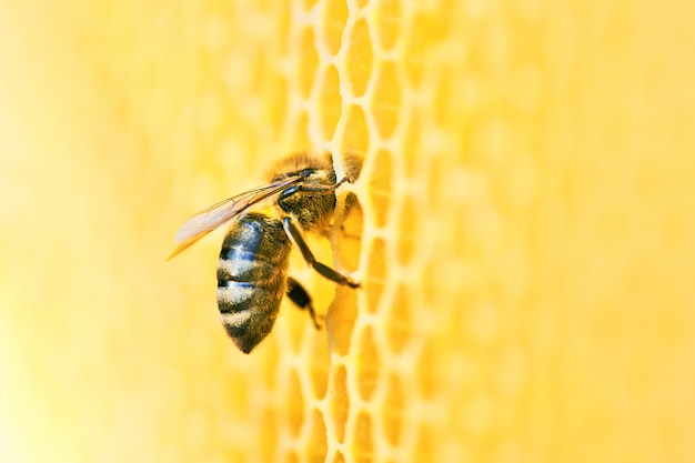 Makrofoto eines Bienenstocks auf einer Wabe mit Copyspace. Bienen produzieren frischen, gesunden Honig.