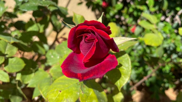 Makrofoto eines einzelnen roten Rosenstrauchs mit unscharfem grünem Hintergrund