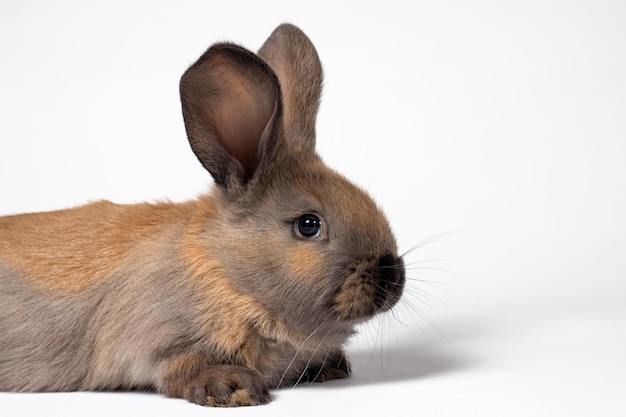 Makrofoto eines flauschigen braunen Kaninchens