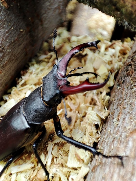 Makrofoto eines Hirschkäfers auf Sägemehl