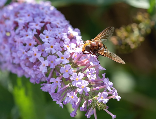 Makrofoto eines Insekts auf einer lila Blume