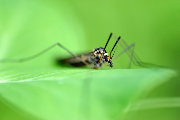 Makrofoto eines Insekts