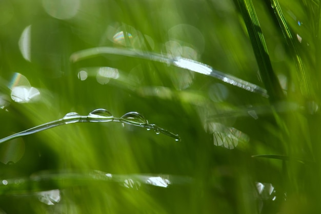 Makrofoto eines jungen Sprosses eines Baumes oder Strauchs mit Regen- oder Tautropfen