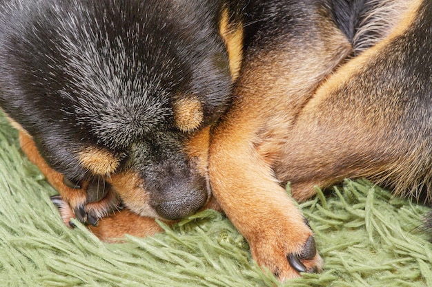 Makrofoto eines schlafenden Hundes Chihuahua Gesicht und Pfoten Nahaufnahme Der Hund liegt auf der Decke