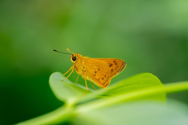 Makrofoto eines Schmetterlings, der auf einem Blatt sitzt