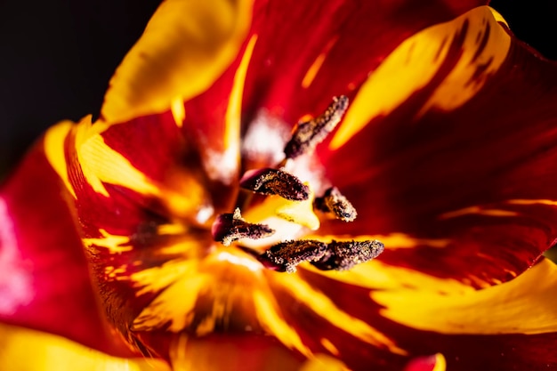 Makrofoto eines Tulpenherzens mit gelbem Stempel und Staubgefäßen