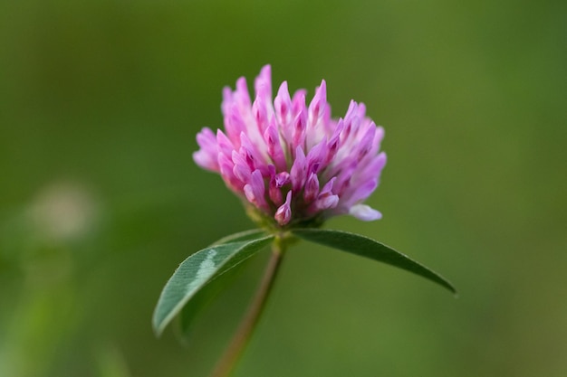 Makrofoto Naturfeld blühende rote Kleeblume.