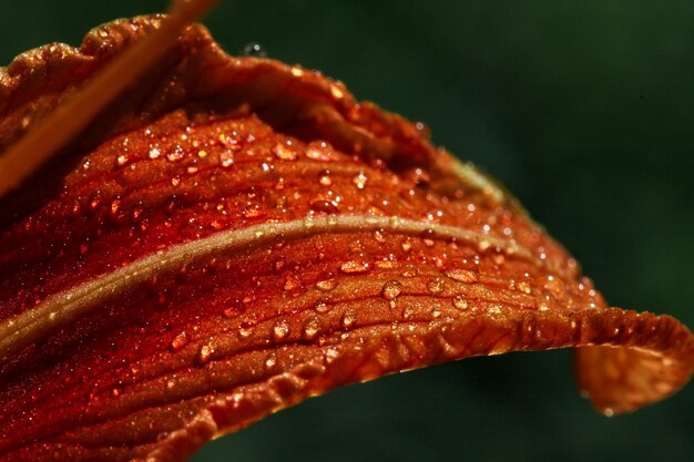 Makrofoto orange Lilienblätter mit glänzenden Tautropfen Hochwertiges Foto
