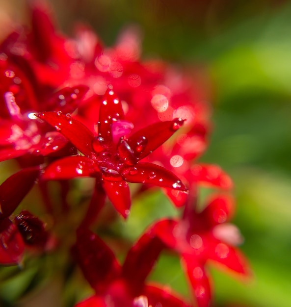 Makrofoto. Rote ägyptische Starcluster (Starflower) Blume und Wassertropfen. Grüner unscharfer Hintergrund