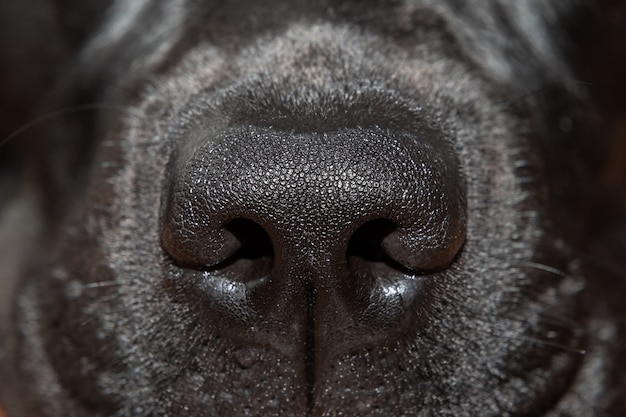 Makrofoto, schwarze Labradornase Nahaufnahme (selektiver Fokus)
