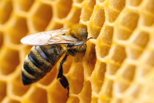 Makrofoto von arbeitenden Bienen auf Waben. Bild der Bienenzucht und Honigproduktion.