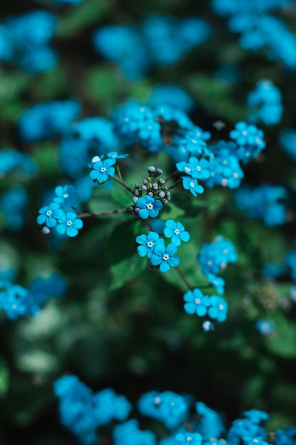 Makrofoto von Blumen. Vergissmeinnicht mit grünen Blättern. Natürlicher Hintergrund. Platz für Text. Wallpa