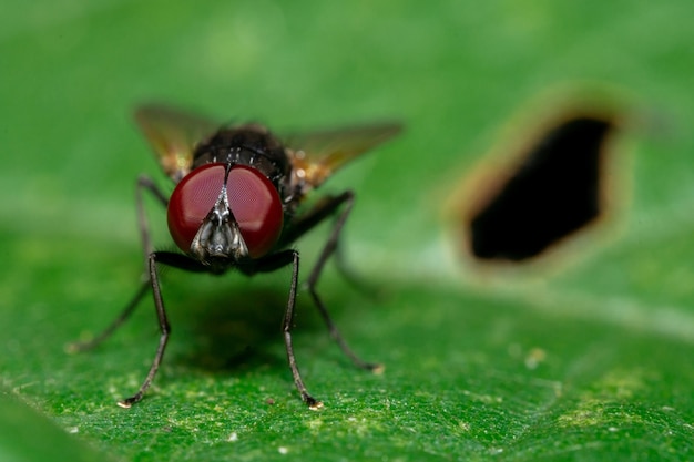 Makrofoto von Fliegen in freier Wildbahn