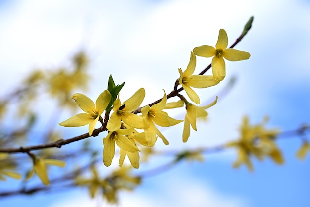 Makrofoto von Forsythienblumen Gelb blühende Textur auf blauem Himmelshintergrund blühende Forsythien mit selektivem Fokus