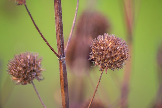 Makrofoto von getrockneten Blumen und Stielen mit grünem Unschärfehintergrund