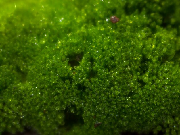 Makrofoto von grünem Moos mit Tautropfen und schönem Bokeh