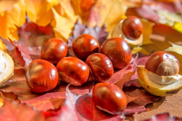 Makrofoto von Herbstkastanien auf einem Hintergrund von gelben Blättern