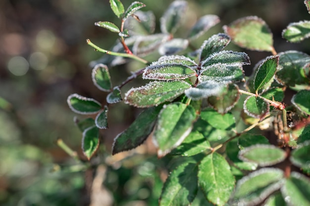 Makrofoto von Pflanzen im sonnigen frostigen Winter