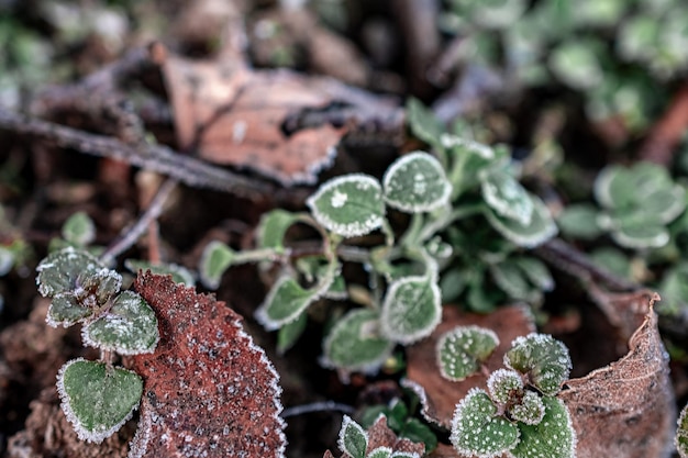 Makrofoto von Pflanzen im sonnigen frostigen Winter