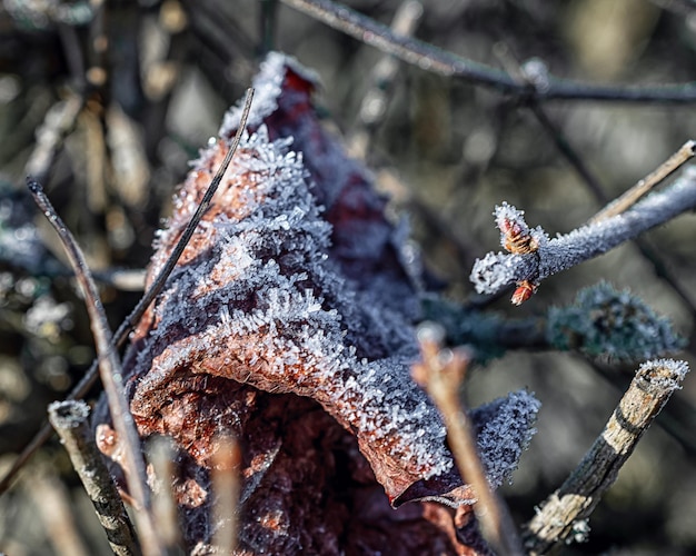 Makrofoto von Pflanzen im warmen frostigen Winter