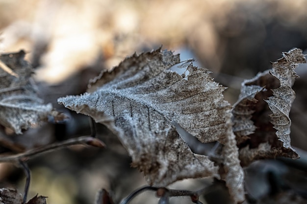 Makrofoto von Pflanzen im warmen frostigen Winter