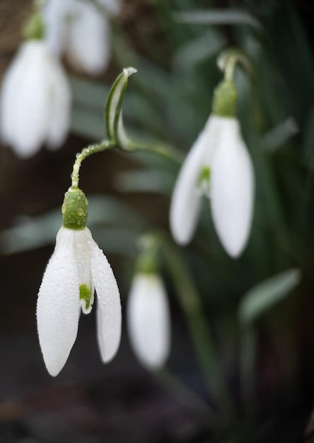 Makrofoto von Schneeglöckchen mit Tau am frühen Morgen im Freien