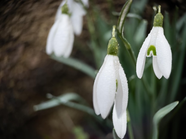 Makrofoto von Schneeglöckchen mit Tau am frühen Morgen im Freien