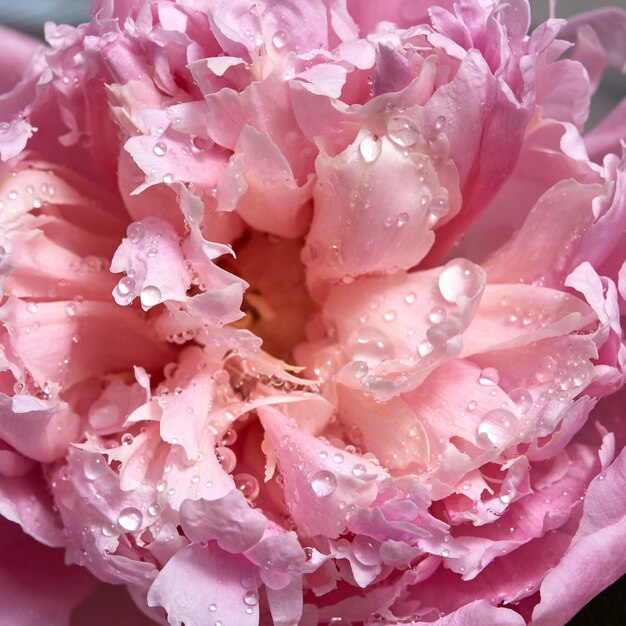 Makrofoto von schönen zarten Blütenblättern einer rosa Pfingstrose mit transparenten Wassertropfen. Natürlicher Blumenhintergrund. Ansicht von oben