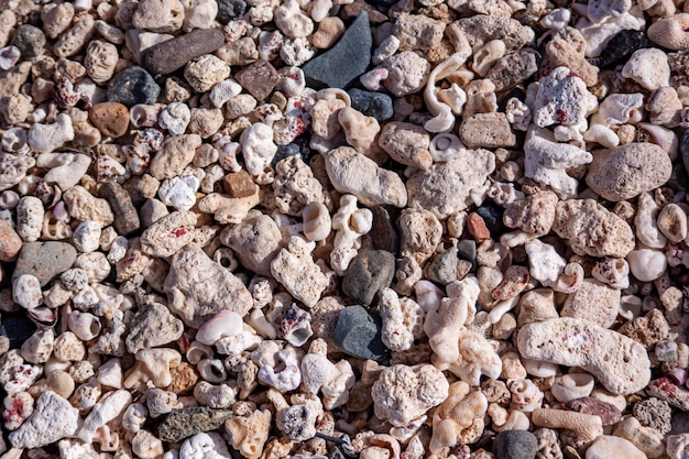 Foto makrofoto von shelly beach für den hintergrund