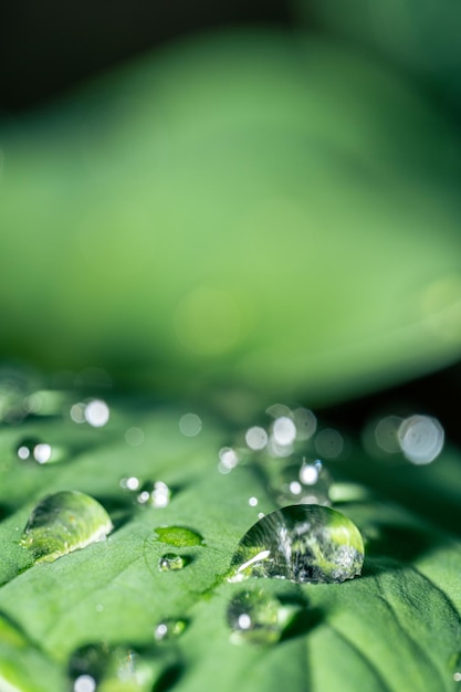 Makrofoto von Wassertropfen auf Taro-Blättern