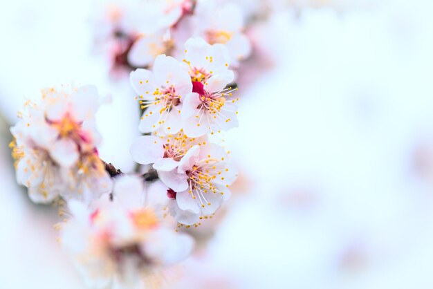 Makrofoto von weißen Kirschblüten im April.