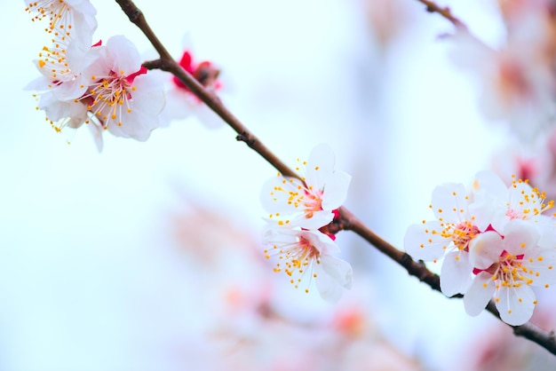 Makrofoto von weißen Kirschblüten im April.