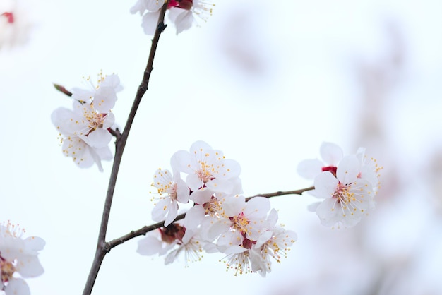 Makrofoto von weißen Kirschblüten im April.