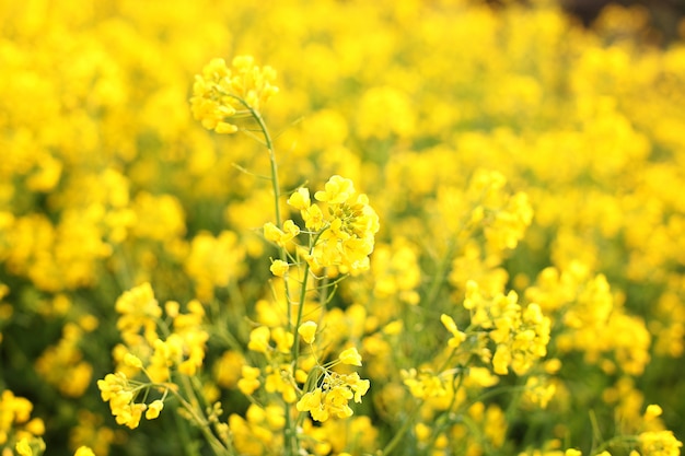 Makrofoto von Wildblumen. Leuchtend gelbe Blumen am Morgen schließen. Natürliche Sommerblumenwand. Schöne gelbe Blumen. Strahlen der untergehenden Sonne auf gelben Blumen - Wiesenblumen