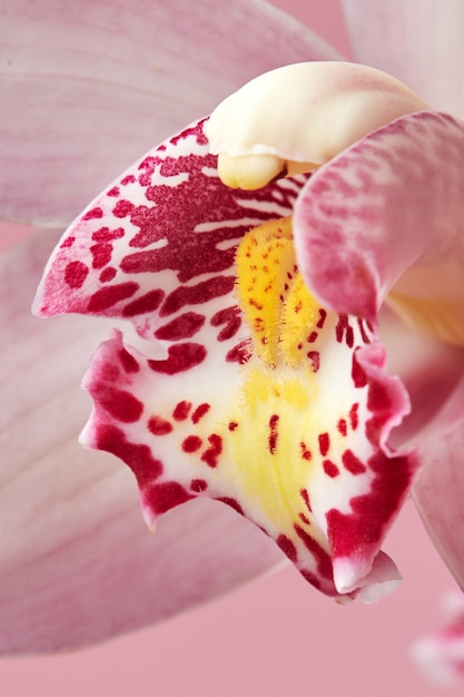 Makrofoto von zarten Blütenblättern einer rosa Orchidee mit einem natürlichen Muster. Blumenhintergrund