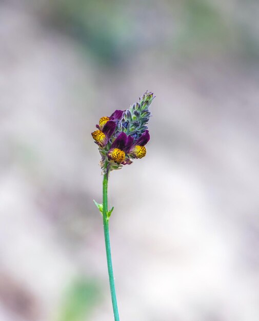 Makrofotografie der faszinierenden Pflanze Toadflax